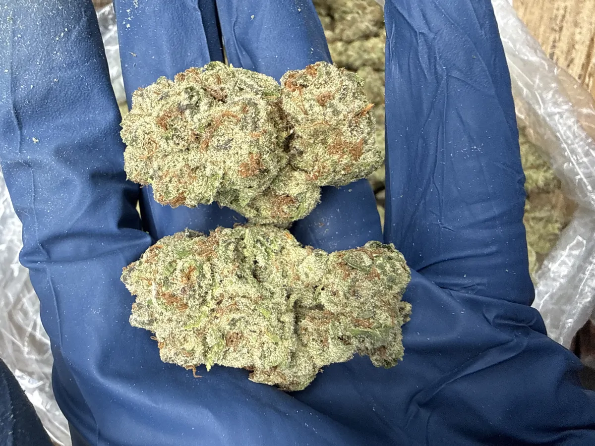 Sugar Pop Flower